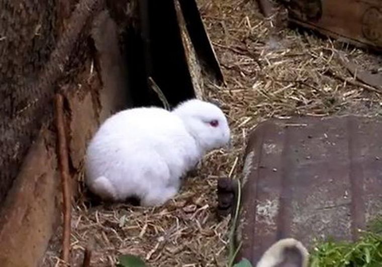 El conejo bebé es el único de su familia sin orejas.