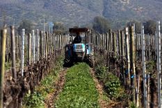 Viñas viñedos vid uvas Los viñedos europeos se están transformando, ante el calentamiento global. Foto: Efe.