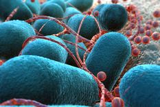 recompensa millonaria a quien derrote a unas bacterias