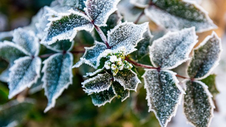 Los jardines mendocinos pueden aprovechar las heladas para fortalecer especies adaptadas al clima local. Los jardines mendocinos pueden aprovechar las heladas para fortalecer especies adaptadas al clima local.