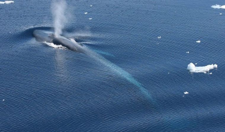 Ballena azul, en aguas del sur. Foto: Dpa.