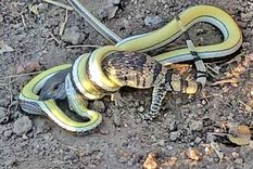 Lucha a muerte entre un lagarto y una serpiente venenosa