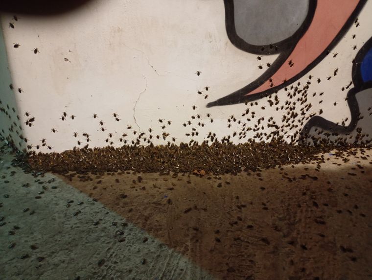 Muchas personas, preocupadas, comenzaron a compartir imágenes en las redes sociales. Foto: X.