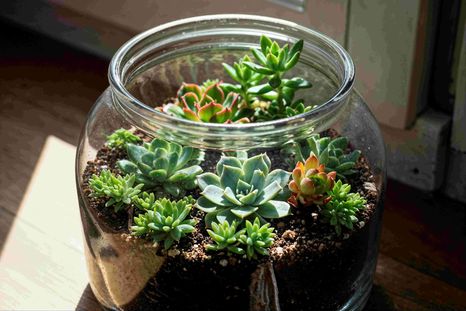 Estos pequeños jardines están armados dentro de un recipiente.