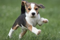 El Beagle es considerado un perro juguetón, ideal para niños Foto: Shutterstock