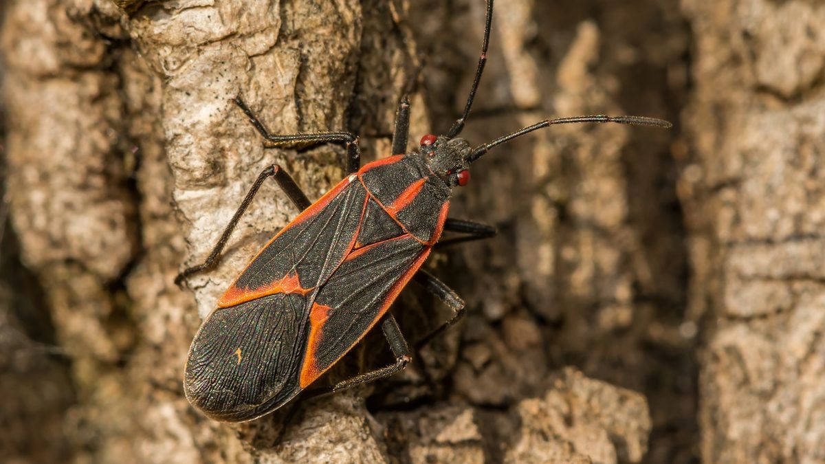 Qué es la chinche del arce y por qué cada vez aparece más en Mendoza