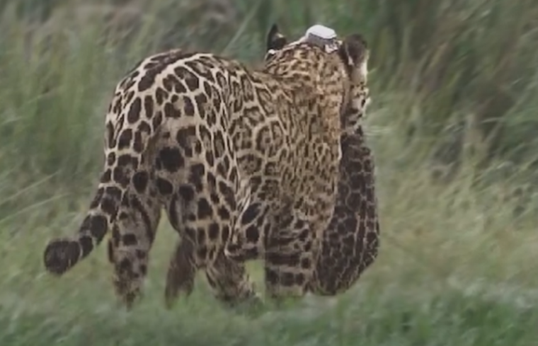 Una de las primeras yaguaretés liberadas se mostró junto a su cría.