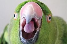 la curiosa plaga que azota a una parte del pais y no saben como erradicar