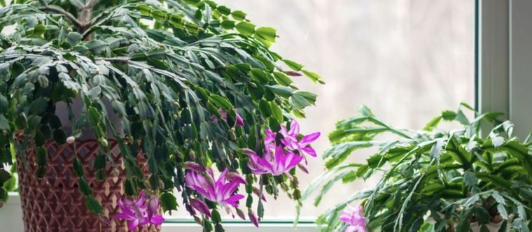 Descubre que suculenta es perfecta para tu hogar Foto: Shutterstock