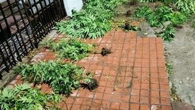 Tras una discusión, una mujer denunció a su pareja y la Policía al acudir al domicilio donde convivían halló 32 plantines de marihuana. Ambos fueron detenidos. Foto: Policía de Córdoba
