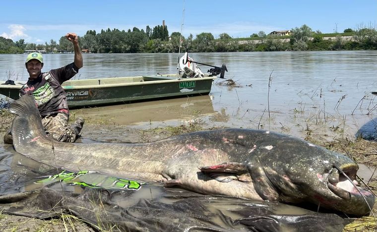 Un pescador profesional italiano capturó en el río Po un monstruoso siluro de casi tres metros Foto: Alessandro Biancardi/VCG