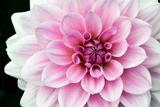 Las dalias Florecen desde principios de verano hasta casi finales de otoño. Foto: Pinterest