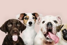 Estos perros llenan de alegría cualquier hogar con su carácter activo y cariñoso. Foto: Shutterstock