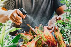 Foto: Nuestro clima - https://nuestroclima.com/wp-content/uploads/2021/10/vinagre.jpg