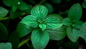 La planta que funciona como repelente. La planta que funciona como repelente.