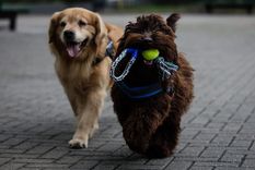 titan y brownie, los perros del poder judicial que asisten a ninos abusados
