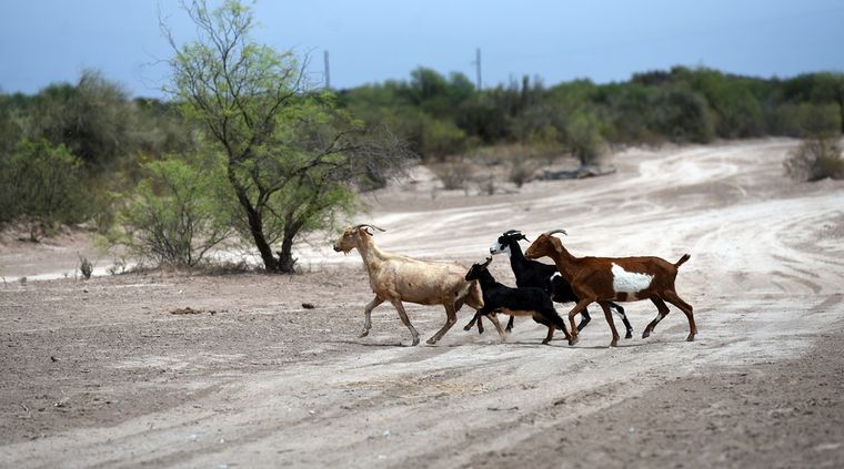Disputa Parece que la pelea fue por unos animales. Imagen ilustrativa.