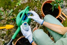 EL AGUA OXIGENADA ES MUY BENEFICIOSA PARA LAS PLANTAS. Foto: SHUTTERSTOCK