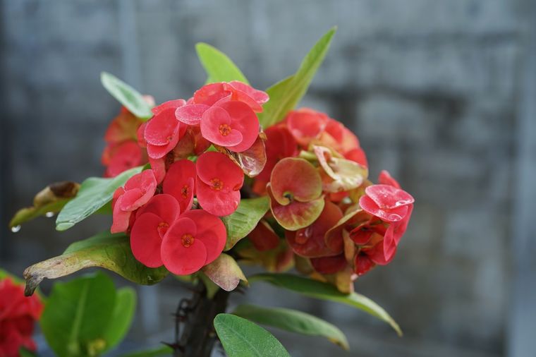 corona de cristo Una planta que trae buenas energías. Foto: Fuente: Shutterstock