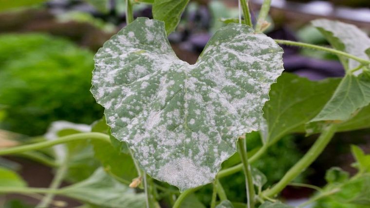 el oidio es uno de los hongos más frecuentes. Foto: Jardinería On