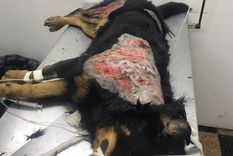 Víctima Uno de los animalitos que según los medios locales fue atacado por la mujer. Foto: Berisso Ciudad.