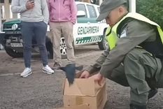 El procedimiento tras el descubrimiento. Foto: Gendarmería Nacional