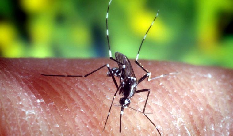 El dengue es una enfermedad transmitida por el mosquito Aedes aegypti, Foto: EFE