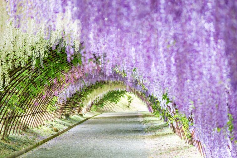 En China y Japón se usan las glicinas para crear hermosos paisajes en caminos y jardines.