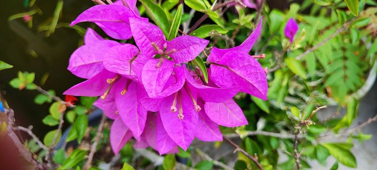 Las plantas estarán radiantes con este truco. Foto: Shutterstock
