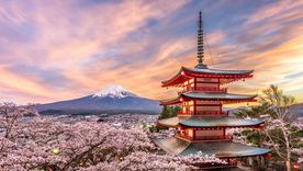 Los turistas buscan las fotos "perfectas" en la temporada de florecimiento de cerezos en Japón.