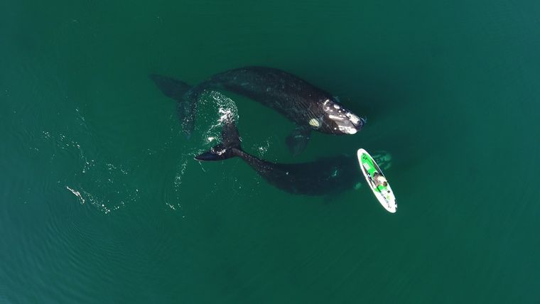 El avistaje de ballenas es la excursión estrella de Puerto Madryn Foto: Maxi Jonas