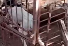 Un video que contiene imágenes sensibles en las que se ve a un puma salvajemente atacado por una jauría de perros causó repudio e indignación Foto: Captura de video