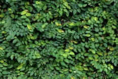 El Ficus Pumila es la planta definitiva para cubrir muros. Foto: Shutterstock