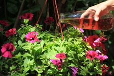 Estos fertlizantes le darán vida a tus plantas. Foto: Shutterstock