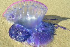 La carabela portuguesa es un conglomerado de organismos que cooperan entre sí como en una colonia. Foto: EFE