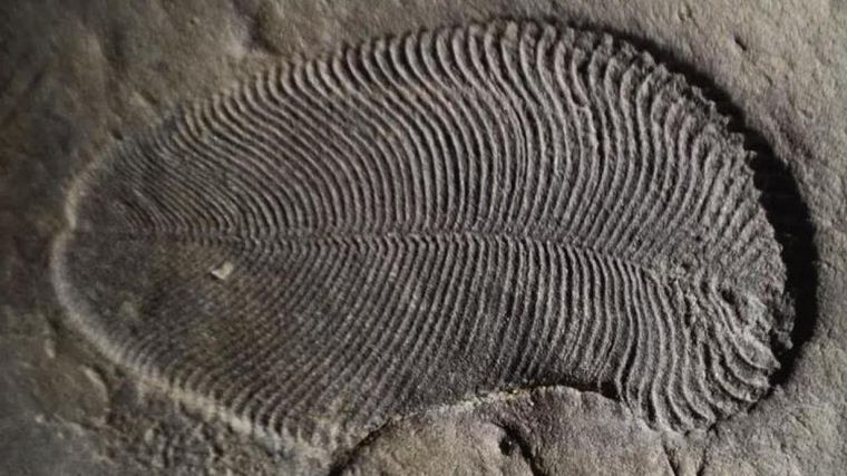 Los nuevos fósiles datan de antes de la Era Paleozoica