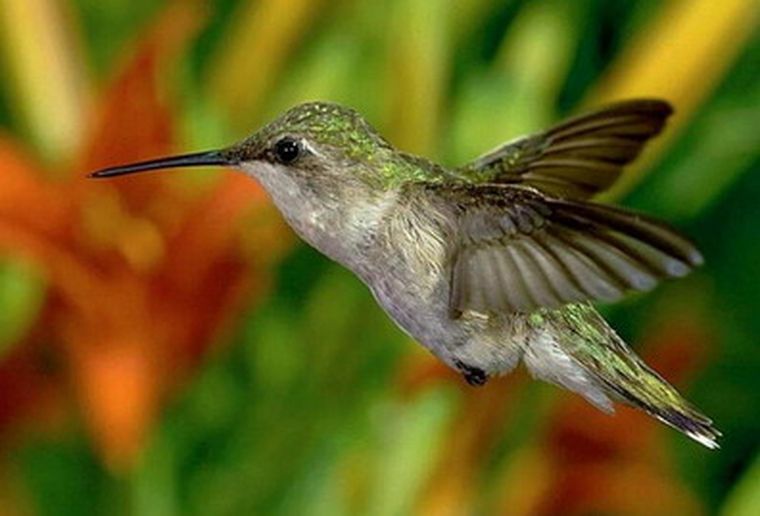 El colibrí: belleza en movimiento. Foto: Web