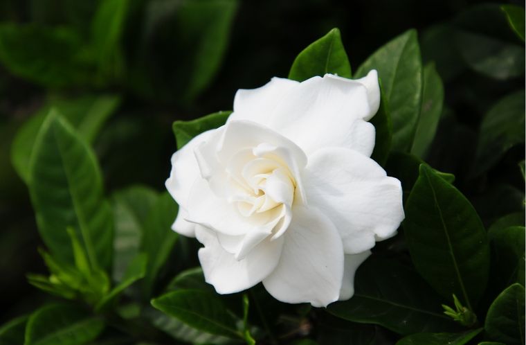 Esta planta se destaca por sus flores blancas, sus hojas brillantes y su perfume intenso.
