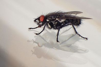 MDZol | Las moscas son una de las plagas más desagradables Foto: Shutterstock