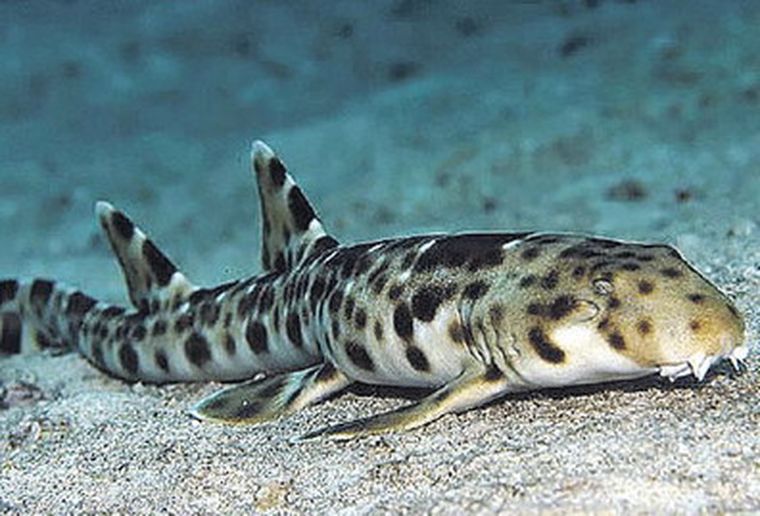 Se desplaza con sus aletas sobre el lecho marino de Papúa.