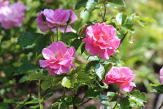 Con este secreto casero, los rosales del jardín estarán llenos de flores Foto: JardineriaOn (jardineriaon.com)