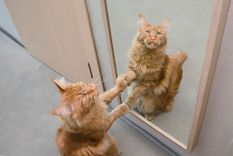 Foto: Shutterstock