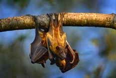 El murciélago frugívoro es el portador natural del virus Nipah. Foto: Shutterstock