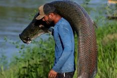El paiche puede alcanzar hasta 4 metros de longitud. Foto: GETTY IMAGES