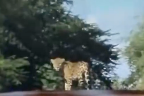 Un productor yerbaero se cruzó con un yaguareté silvestre en plena ruta. Un productor yerbaero se cruzó con un yaguareté silvestre en plena ruta.