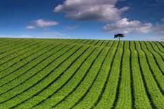 gobierno vs campo: tienen toneladas de soja en silobolsas