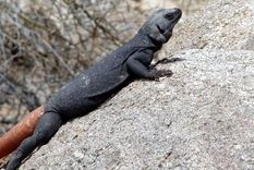 Un chuckwalla macho (un tipo de iguana que habita en el desierto) que fue visto cerca de Phoenix, Arizona. Foto: Dpa.