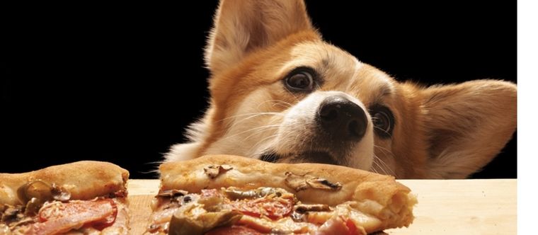 La pizza con salsa de tomate es un alimento que también solemos compartir con nuestro animal Foto: Shutterstock