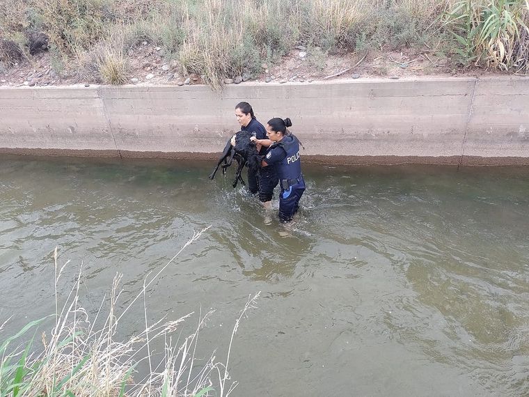 Policía de Maipú logró rescatar a un animal antes de que muriera