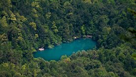 Los bosques jóvenes con suelos ricos en nitrógeno capturan más carbono y crecen más rápido, según una nueva investigación científica. Foto: Pexels. Los bosques jóvenes con suelos ricos en nitrógeno capturan más carbono y crecen más rápido, según una nueva investigación científica. Foto: Pexels.